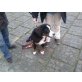 Tao, Berner Sennenhund - Rüde
