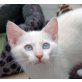 Tao, Siam-Mix - Kater