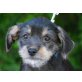 Tapi, Chihuahua-Mischling Welpen - Rüde