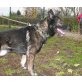 Taps, Schäferhundmischling - Rüde