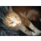 'Tapsy', Europäische Kurzhaarkatze - Kater
