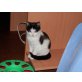 Tapsy, Mischling - Katze