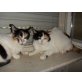 Tara, Luna, 2x Glückskatzen, ruhig, lieb, zutraulich - Katze