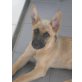 Tara, Malinoismix - Hündin