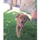 Tara, Mallorca-Mix - Hündin