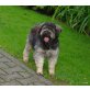 Tara, Tibet-Terrier - Hündin