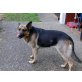 Tara (w) Nur in liebevolle & erfahrene Hände , Altdeutsche Schäferhunde - Hündin