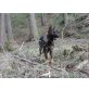 Tarek, Deutscher Schäferhund - Rüde