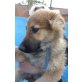 Tarjan  ein kleiner Wonneproppen, Leonberger Mix - Rüde