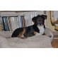 Tarro, Terrier-Mix - Rüde
