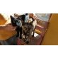 Tarti, liebe Schmuserin - Katze