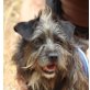 Taryn, Zwergschnauzer Mix - Rüde