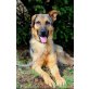 Tarzan, Schäferhund-Mix - Rüde