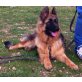 Tarzan, Schäferhund - Rüde