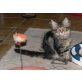 Tarzan of Maine Fire, Maine Coon - Kater