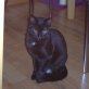 Tarzan, schwarzer - Kater