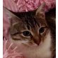 Tasha, Pflegestelle in 64546 Mörfelden - Katze