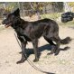 Tasi, Belgischer Schäferhund-Mix - Rüde