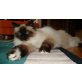 Tassia, Heilige Birma - Katze
