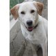 Tassy, Labrador-Mix - Hündin