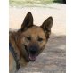 Tati-NOTFALL, Schäferhund Mix - Hündin