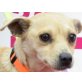 Tatiana, Chihuahua-Mischling - Hündin