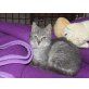 Tatina, Europäische Kurzhaarkatze - Katze