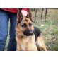 Tatjana, Deutscher Schäferhund - Hündin