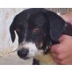 Tatjana, süße Border Collie Mix - Hündin
