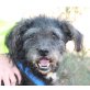 Tato - Senior, Pudel Terrier Mix - Rüde