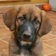 Tato 'noch' kleiner Charmeur sucht xxL Korb, Mastin Espanol/Carrea Léones Mix Welpen - Rüde