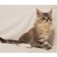 TauernRiesen Pocahontas, Maine Coon - Katze