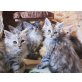 TauernRiesen Poseidon/ Zeus/ Hercules, Maine Coon - Kater