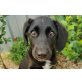 Taxi, Labrador-Mischling Welpen - Rüde