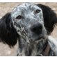 Taylor, Setter-Mix - Rüde
