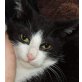 Taylor, süßer Wirbelwind sucht Zuhause - Kater