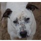 Tays, Dalmatiner-Boxer - Hündin