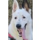 Tayson, Schäferhund Mix - Rüde