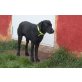Taywin, Labrador Retriever - Rüde