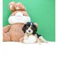 Teacup Cavalier King Charles Spaniel Welpen, Cavalier King Charles Spaniel - Rüde