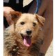 Techo-TJ, Dackel Corgie Mix - Rüde