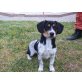 Ted, Beagle - Rüde