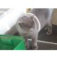 Teddy, Britisch Kurzhaarkatze - Kater