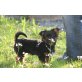 Teddy, Chihuahuamix (yorki) Welpen - Rüde