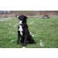 Teddy, Labrador-Mix - Rüde