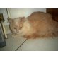 Teddy, Main Coon - Kater