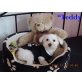 Teddy, Malteser - Rüde