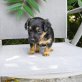 Teddy, Mischling Welpen - Rüde