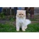 Teddy, Perser - Kater