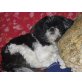 Teddy, Shih Tzu - Rüde